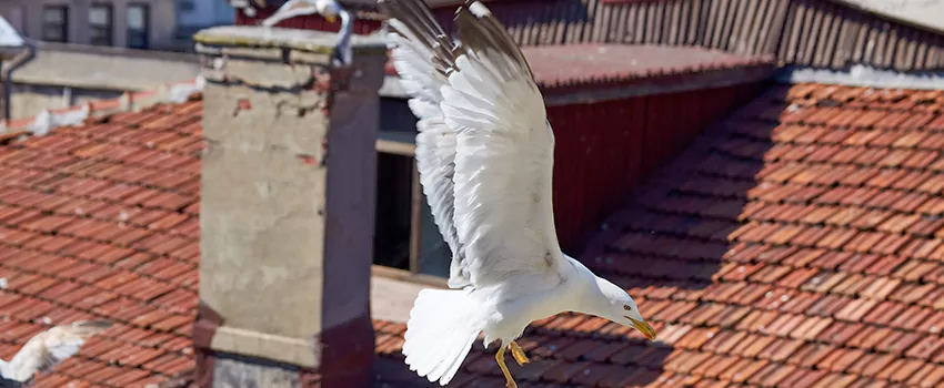 Residential Chimney Animal Removal Solution in Walla Walla, WA